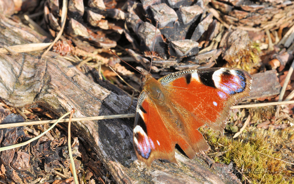 European Peacock (Inachis io)